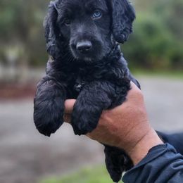 Aussiedoodle and Australian Mountain Doodle Puppies from Jagged Oaks Farm