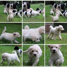 Goldendoodle Puppies from Lesia's Goldendoodles