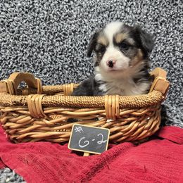 2 girl - Black and tan female Pembroke Welsh Corgi puppy in Harrisburg, Illinois from Parish Corgis