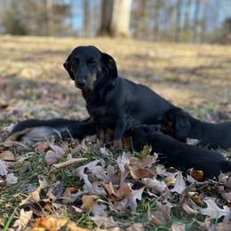 Cocoa - Dachshund