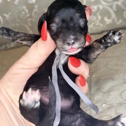 Mickey - Black and cream male Dachshund puppy in Lexington, Oklahoma from BooneDox Miniature Dachshunds