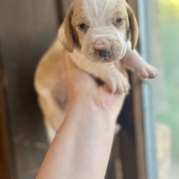 Boy 1 - Red and white male Basset Hound puppy in Clinton, Tennessee from High Hopes Hounds