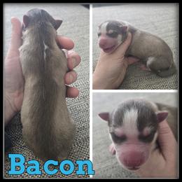 Bacon - Red and white male Siberian Husky puppy in Wheeler, Michigan from Haase Family Kennels