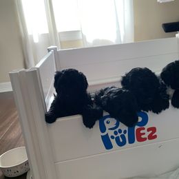 Sheepadoodle Puppies from Riley Grace Puppies