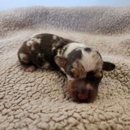 Ryder- CKC Registration - Dapple male Dachshund puppy in East Bend, North Carolina from Yadkin Valley Dachshunds