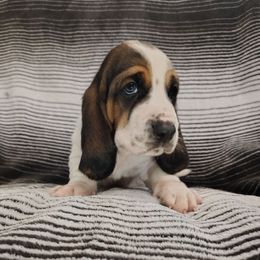 Elmore - White black and red male Basset Hound puppy in Newton Grove, North Carolina from MGA Basset Hound