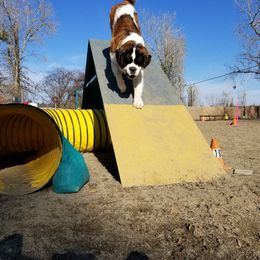 Saint Bernard All Grown Up from Metal Saints