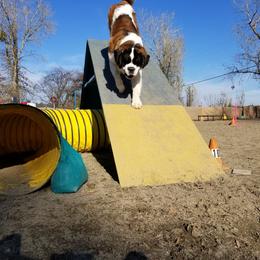 Saint Bernard All Grown Up from Metal Saints