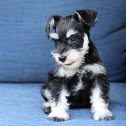 Miniature Schnauzer Puppies from Schnauzers of Georgia Cliff