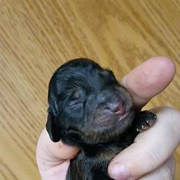 Rowan - Black and tan male Dachshund puppy in Pasco, Washington from G & G Kennel