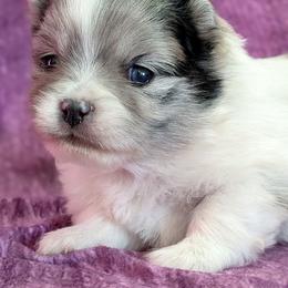 River - Blue merle male Pomeranian puppy in Wentzville, Missouri from Pawsome Poms