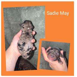 Sadie - Silver-beige female Springerdoodle puppy in Freeland, Michigan from McNally's Springer Spaniels