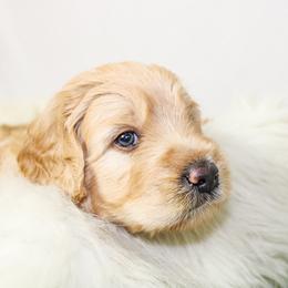 Australian Mountain Doodle, Bernedoodle, and Goldendoodle Puppies from Wynterwood Doodles