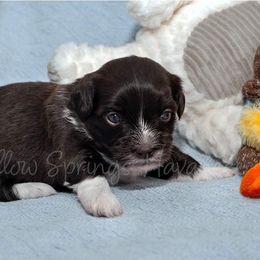 Havanese Puppies from Willow Springs Havanese