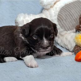 Havanese Puppies from Willow Springs Havanese