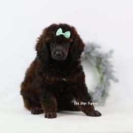 Moriah - Sable female Poodle puppy in Republic, Missouri from Red Skye Puppies