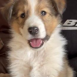 Alex - male Scottish Collie puppy in Newcastle, Wyoming from Wykota 7K Scottish Collies
