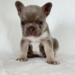 Girl 4 - Cream female French Bulldog puppy in Walnut, California from Flores Frenchies