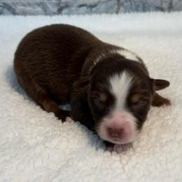 Violet - Red tri female Miniature Australian Shepherd puppy in Midway, Texas from L Bar W Aussie Ranch