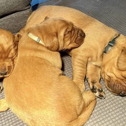 Labrador Retriever Puppies from West Wind Farm’s Labradors & Livery