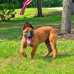 Red - Fawn sable male Belgian Malinois puppy in Baytown, Texas from De Linus Malinois