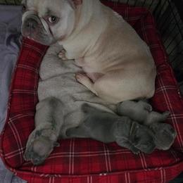 French Bulldog Puppies from Kaitlyn Slone