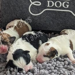 Coton de Tulear Puppies from Gil-VTales