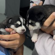 Alaskan Klee Kai puppies from Klee Kai Breeders with Love