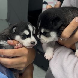 Alaskan Klee Kai puppies from Klee Kai Breeders with Love