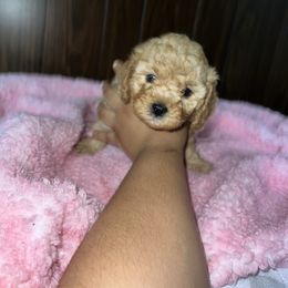 Pink - Brown female Cavapoo puppy in Chicago, Illinois from Teddy & Elly Litter
