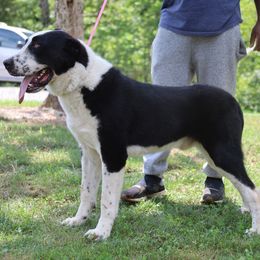 Yuri - Central Asian Shepherd Dog
