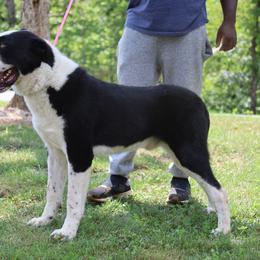 Yuri - Central Asian Shepherd Dog