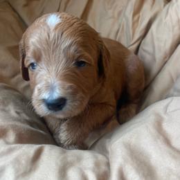 Red abstract male - Red male Bernedoodle puppy in Clarksville, Iowa from Iowa Heartland Doodles