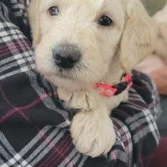 Labradoodle Puppies from Allandale Acres