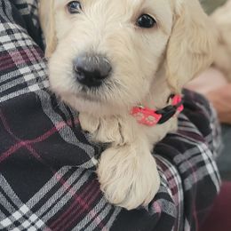 Labradoodle Puppies from Allandale Acres