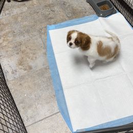Cavalier King Charles Spaniel Puppies from Pam's Pups