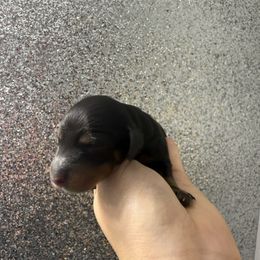 Black and tan girl - Black and tan female Dachshund puppy in Rockton, Illinois from K&M Dachshunds