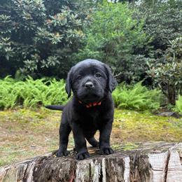 Chatter - Black female Labrador Retriever puppy in Lenoir, North Carolina from Wooten Retrievers