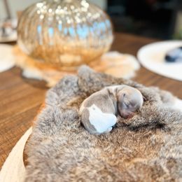 Dachshund Puppies from G&K Kennels