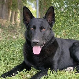 Xander - German Shepherd