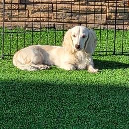 Spence - Dachshund