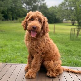 Faith - Caramel female Australian Labradoodle puppy in Hartshorne, Oklahoma from Jena Edmond