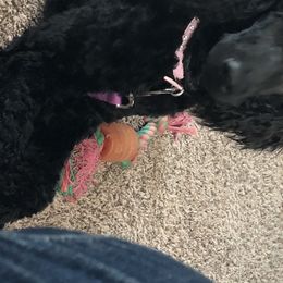 Poodles from Dreamweaver Puppies