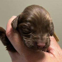 Girl 3 - Liver female English Cocker Spaniel puppy in Stokesdale, North Carolina from Belews Creek Gundogs