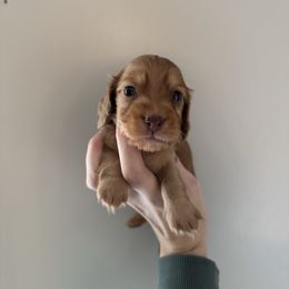 Louie - Dapple male Dachshund puppy in Lincolnton, North Carolina from Oakview Kennels