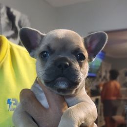 French Bulldog Puppies from JSM Industries LLC DBA French Kisses of Texas