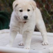 Canaan Dog Puppies from Kol Tuv Canaan Dogs