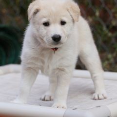 Canaan Dog Puppies from Kol Tuv Canaan Dogs