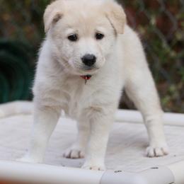 Canaan Dog Puppies from Kol Tuv Canaan Dogs