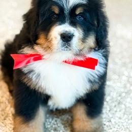 Bernard - Black and rust male Bernese Mountain Dog puppy in Purcell, Oklahoma from Swiss Berner Bears